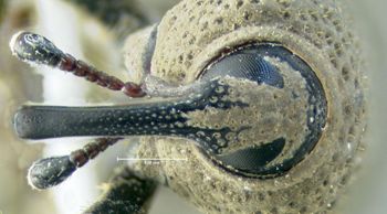 Media type: image;   Entomology 603342 Aspect: head frontal view